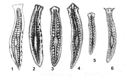 Планария біла - dendrocoelum lacteum