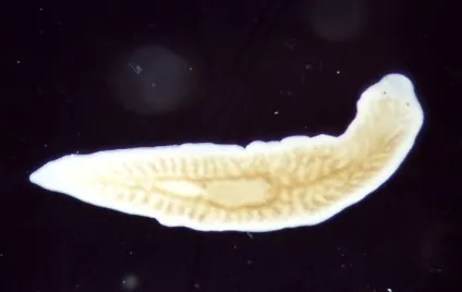 Планария біла - dendrocoelum lacteum
