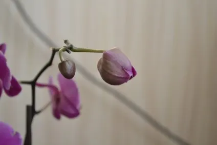 Плант мікс - хто це