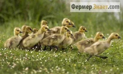 Чому місячні гусенята падають на ноги або у них роз'їжджаються лапки (місячні) Чому місячні гусенята падають на ноги або у них роз'їжджаються лапки