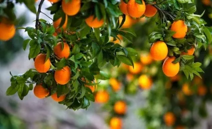 Чому у мандаринового деревця сохнуть і обпадають листочки (листочки) Чому у мандаринового деревця сохнуть і обпадають листочки
