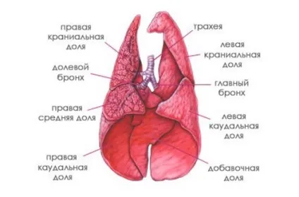 Пневмонія у кішок симптоми і лікування небезпечного захворювання (симптоми) Пневмонія у кішок симптоми і лікування небезпечного захворювання