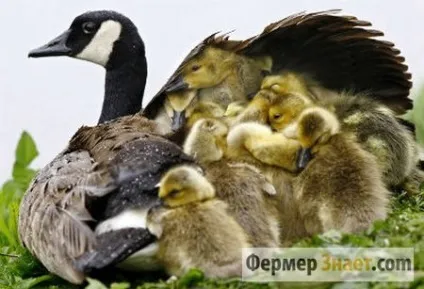 Чому місячні гусенята падають на ноги або у них роз'їжджаються лапки (падають) Чому місячні гусенята падають на ноги або у них роз'їжджаються лапки