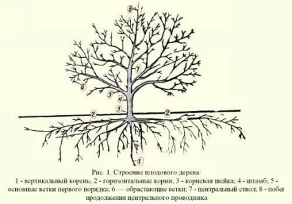 Плодовий сад в ландшафтному дизайні проектування, підбір плодових культур - my life (підбір) Плодовий сад в ландшафтному дизайні проектування, підбір плодових культур - my life