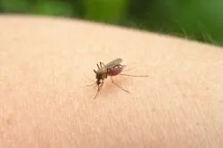 Підшкірні глисти і паразити симптоми, лікування - легка справа (лікування) Підшкірні глисти і паразити симптоми, лікування - легка справа