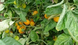 Детальний опис і характеристика томата сорту медова крапля з фото