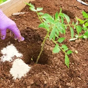 Детальний опис і характеристика томата сорту медова крапля з фото