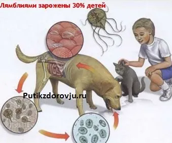 Корисні властивості квашеної капусти (лікування квашеною капустою) Корисні властивості квашеної капусти