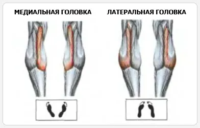 Підйоми на шкарпетки стоячи (підйоми) Підйоми на шкарпетки стоячи