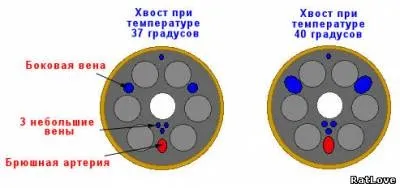 Детальніше про щурячому хвості - каталог статей - пасючій край (положення центра ваги) Детальніше про щурячому хвості - каталог статей - пасючій край