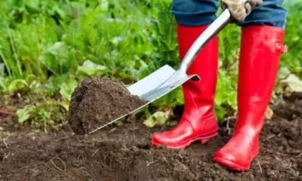 Корисні властивості гусячого посліду і варіанти його застосування як добрива (посліду) Корисні властивості гусячого посліду і варіанти його застосування як добрива