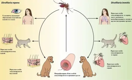 Підшкірний глист що це таке, симптоми і лікування