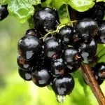 Посадка моркви на туалетний папір (посадки моркви туалетному папері) Посадка моркви на туалетний папір