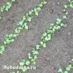 Посадки до і після редису, дача