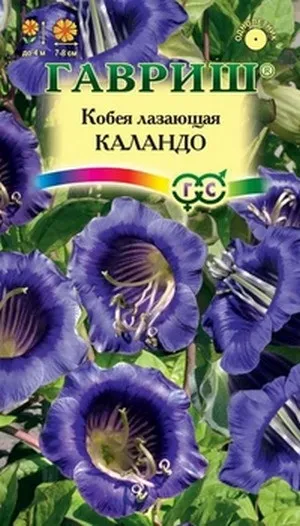 Посадка і догляд за квіткою кобеи ЛАЗу