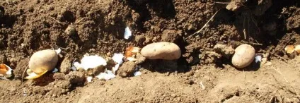 Посадка картоплі двома способами, таніну дача (посадка) Посадка картоплі двома способами, таніну дача