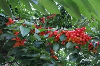 Посадка і догляд за плодовими деревами