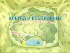 Презентація на тему - клітини - маленькі лабораторії - з біології для 7 класу (презентація) Презентація на тему - клітини - маленькі лабораторії - з біології для 7 класу