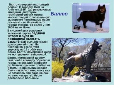 Презентація - пам'ятник собакам - завантажити безкоштовно (презентація на тему пам'ятник собакам) Презентація - пам'ятник собакам - завантажити безкоштовно