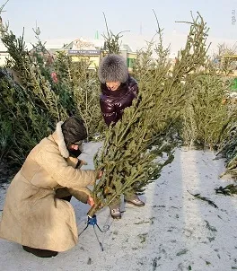 Продаж новорічних ялинок як бізнес (продаж новорічних ялинок) Продаж новорічних ялинок як бізнес
