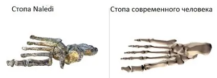 Проміжна ланка еволюції людини виявили в Африці (еволюції) Проміжна ланка еволюції людини виявили в Африці