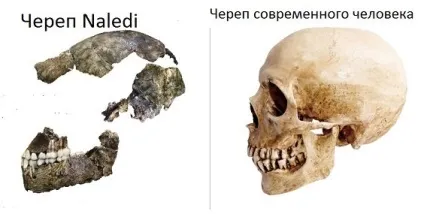 Проміжна ланка еволюції людини виявили в Африці (еволюція розвитку людини) Проміжна ланка еволюції людини виявили в Африці