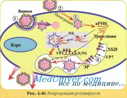 Профілактика ротовірусної інфекції (профілактика) Профілактика ротовірусної інфекції