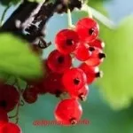Пундики з начинкою рецепт (пундики) Пундики з начинкою рецепт