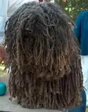 Кулі (puli, hungarian puli), (угорська водяний собака) кулі
