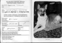 Провезення собак в літаку на
