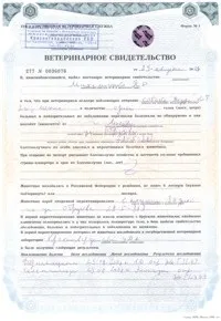 Провезення собак в літаку на