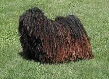 Кулі (puli, hungarian puli), (угорська водяний собака) кулі