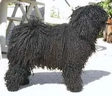 Кулі (puli, hungarian puli), (угорська водяний собака) кулі