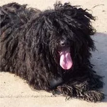Кулі (puli, hungarian puli), (угорська водяний собака) кулі
