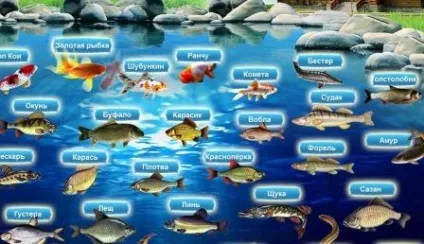 Ставок на дачі своїми руками фото, покроково відео (руками) Ставок на дачі своїми руками фото, покроково відео