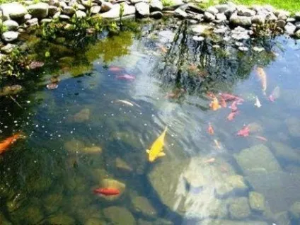 Ставок на дачі своїми руками фото, покроково відео (своїми) Ставок на дачі своїми руками фото, покроково відео
