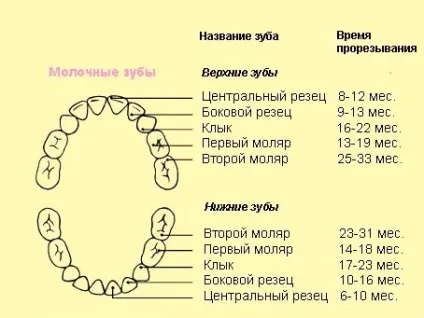 Прорізування жувальних зубів у дітей симптоми, терміни появи, послідовність та інші (прорізування) Прорізування жувальних зубів у дітей симптоми, терміни появи, послідовність та інші