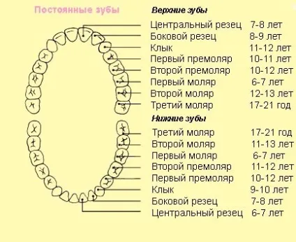 Прорізування жувальних зубів у дітей симптоми, терміни появи, послідовність та інші (зубів) Прорізування жувальних зубів у дітей симптоми, терміни появи, послідовність та інші