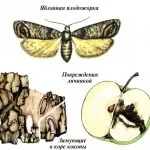 Розведення корисних комах сонечко, щипавка і інші - чудова дача (розведення) Розведення корисних комах сонечко, щипавка і інші - чудова дача