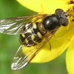 Розведення корисних комах сонечко, щипавка і інші - чудова дача (корисних) Розведення корисних комах сонечко, щипавка і інші - чудова дача