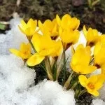Розведення корисних комах сонечко, щипавка і інші - чудова дача (корівка) Розведення корисних комах сонечко, щипавка і інші - чудова дача