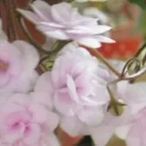 Розведіть чи відразу якщо обидва згодні (сімейна психологія) Розведіть чи відразу якщо обидва згодні