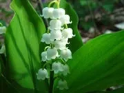 Ранньоквітучі рослини - цибулинні і бульбоцибульні (рослини) Ранньоквітучі рослини - цибулинні і бульбоцибульні