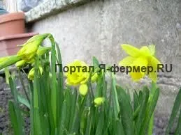 Розмноження нарцисів і догляд за нарцисами (нарцисів) Розмноження нарцисів і догляд за нарцисами