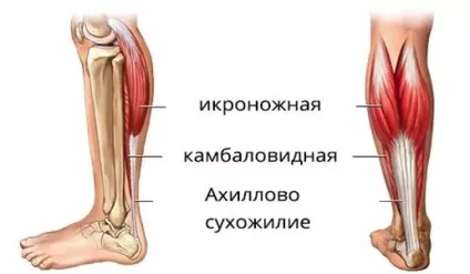 Розтягування литкового м'яза симптоми, лікування (розтягнення) Розтягування литкового м'яза симптоми, лікування