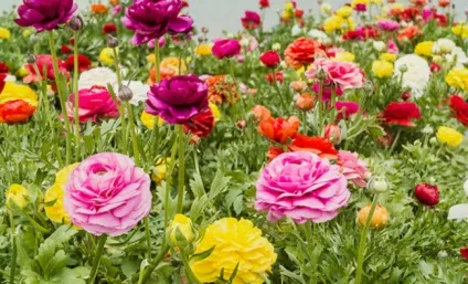 Ранункулюси посадка і догляд у відкритому грунті (своїми руками фото) Ранункулюси посадка і догляд у відкритому грунті