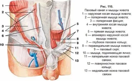 Розтягування пахових зв'язок (зв'язок) Розтягування пахових зв'язок