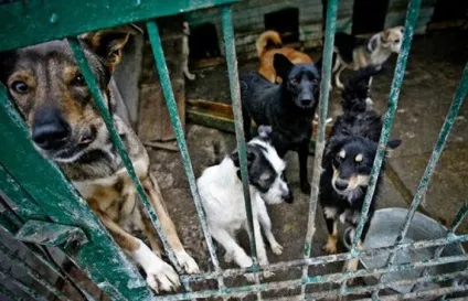 Розслідування бувають хороші притулки для тварин (притулки) Розслідування бувають хороші притулки для тварин