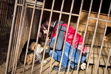 Розслідування бувають хороші притулки для тварин (притулки) Розслідування бувають хороші притулки для тварин