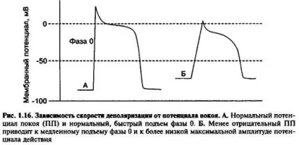 рефрактерні періоди